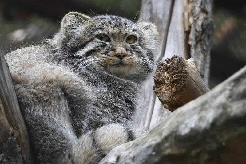 A photograph of a Pallas's cat in Novosibirsk Zoo