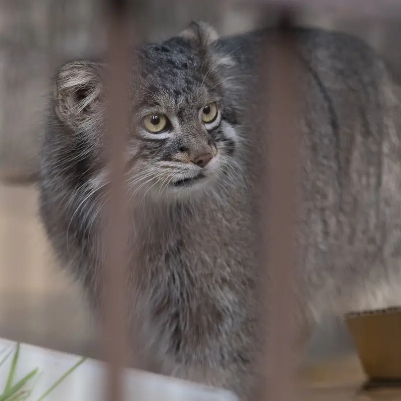 A photograph of Figa in Nogeyama Zoo