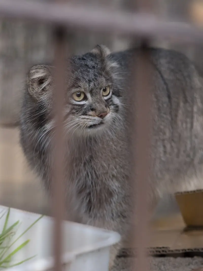 A photograph of Figa in Nogeyama Zoo