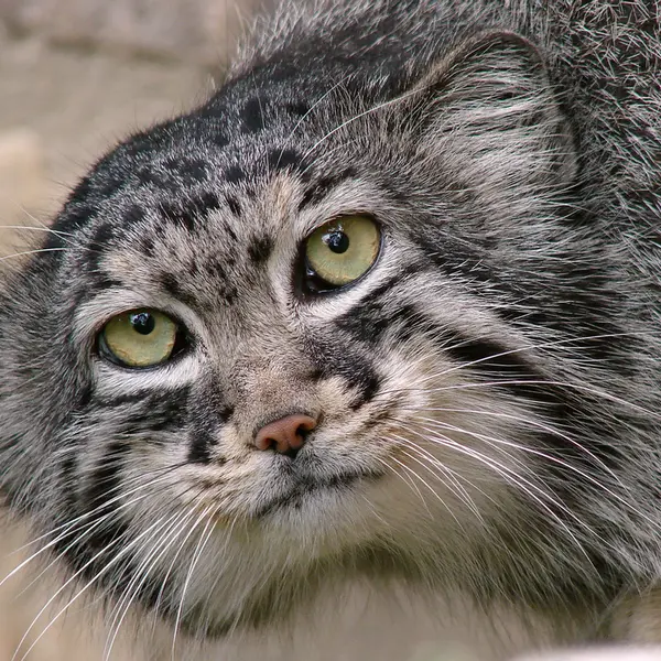 A photograph of Hurst in Riga Zoo