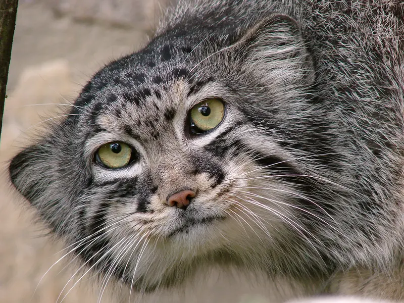 A photograph of Hurst in Riga Zoo