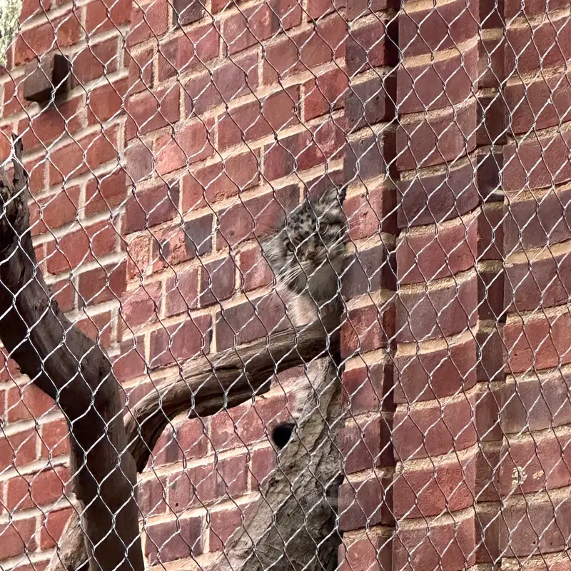 A photograph of a Pallas&#039;s cat in Prospect Park Zoo
