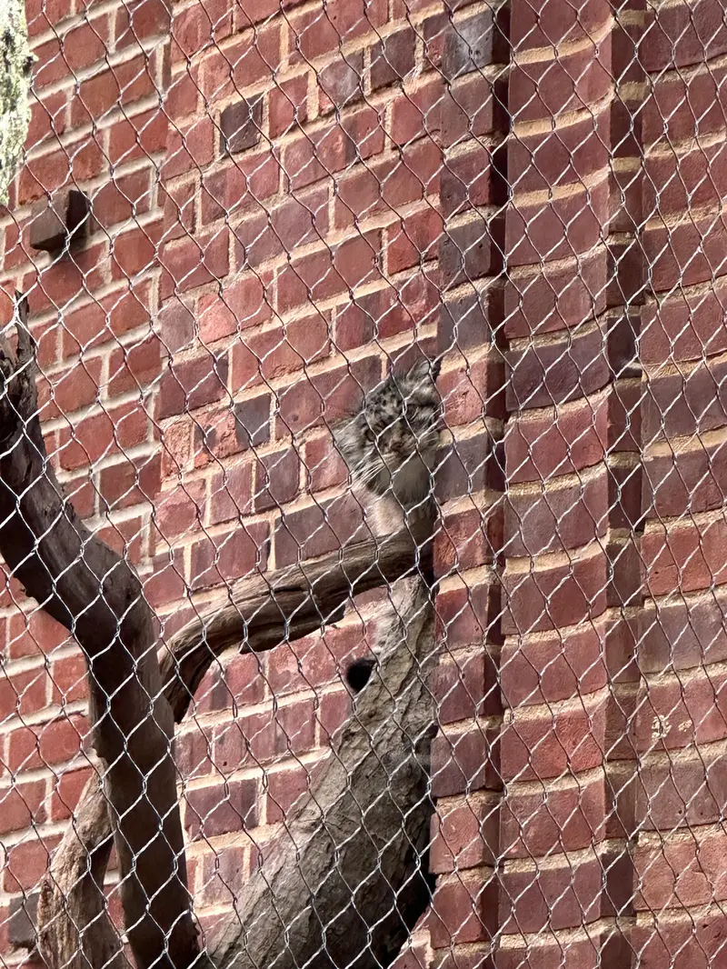 A photograph of a Pallas&#039;s cat in Prospect Park Zoo