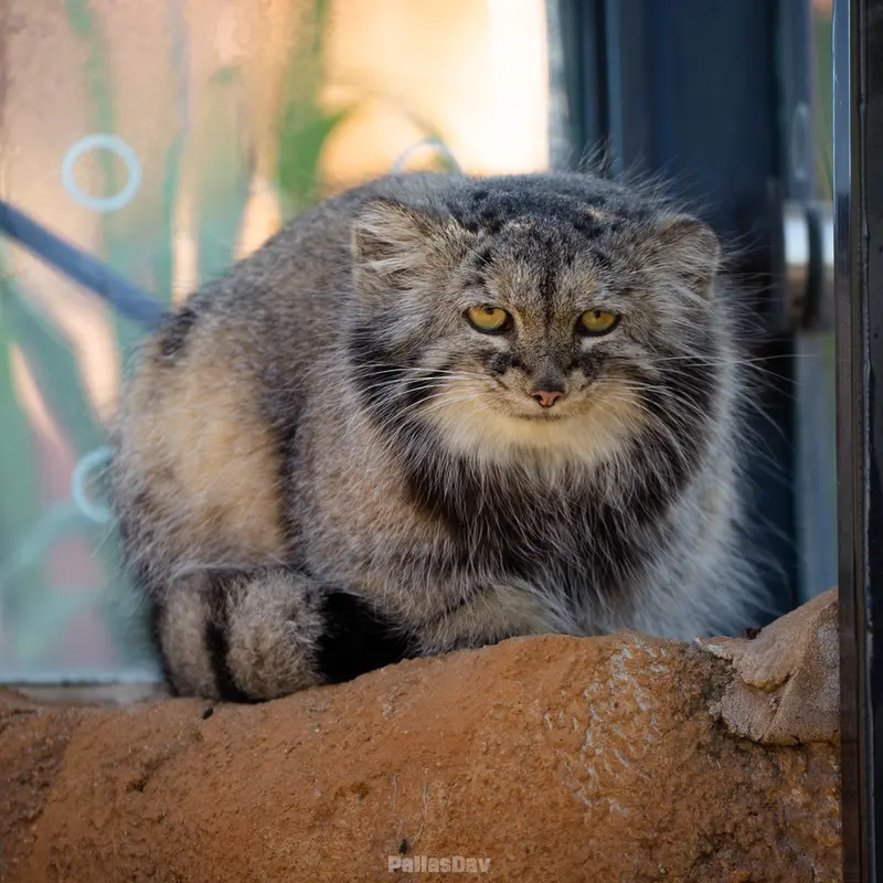 A photograph of Prinsessa in Prague Zoo
