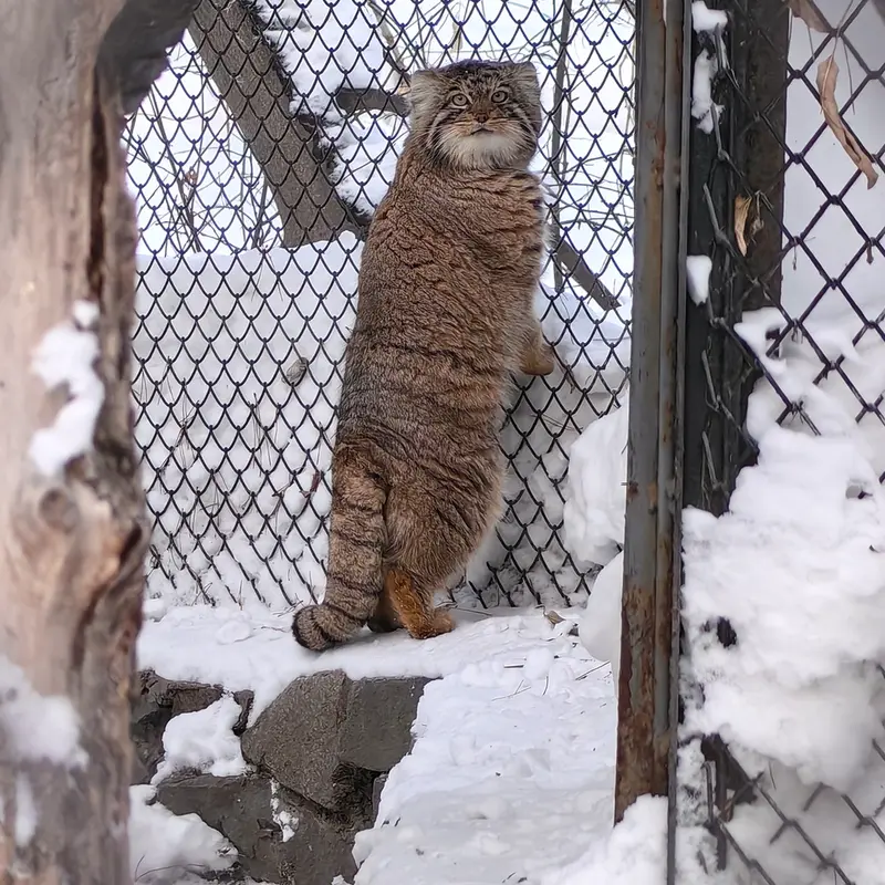 A photograph of Achi in Novosibirsk Zoo