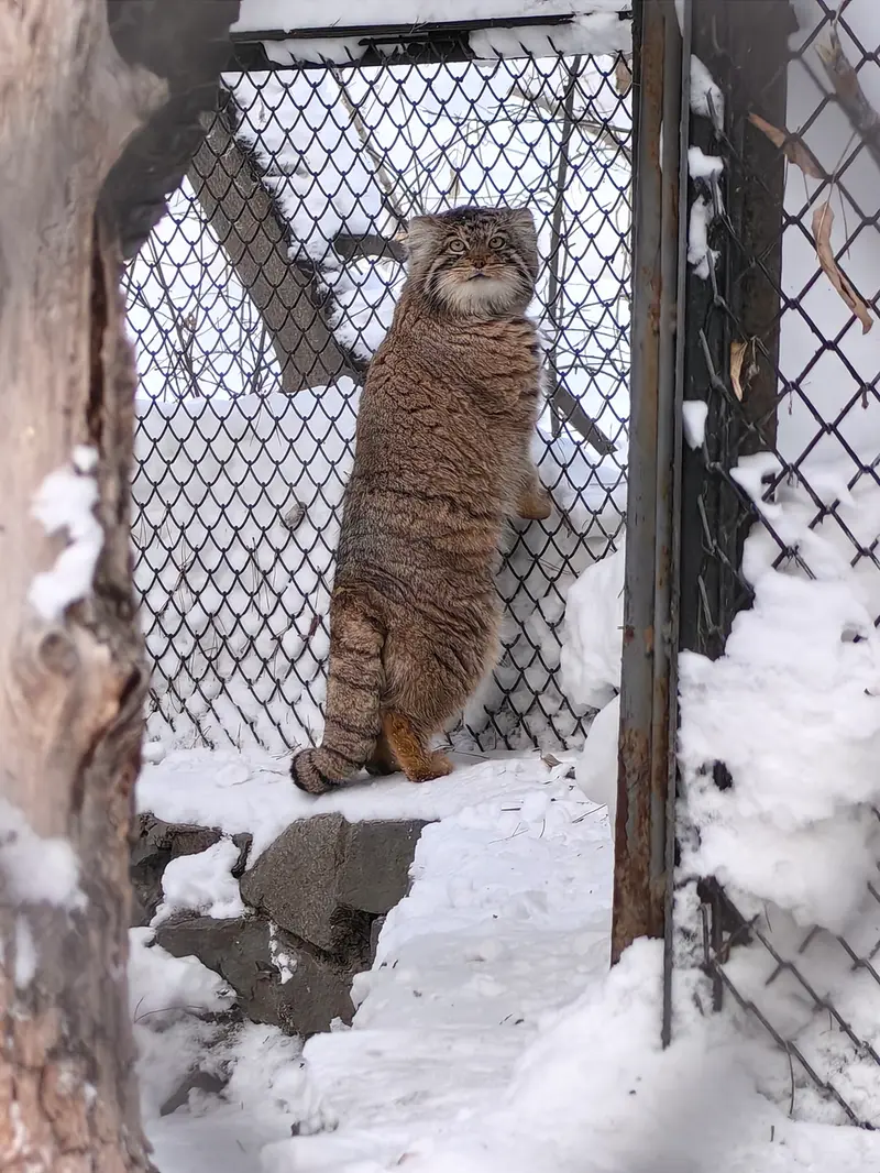 A photograph of Achi in Novosibirsk Zoo