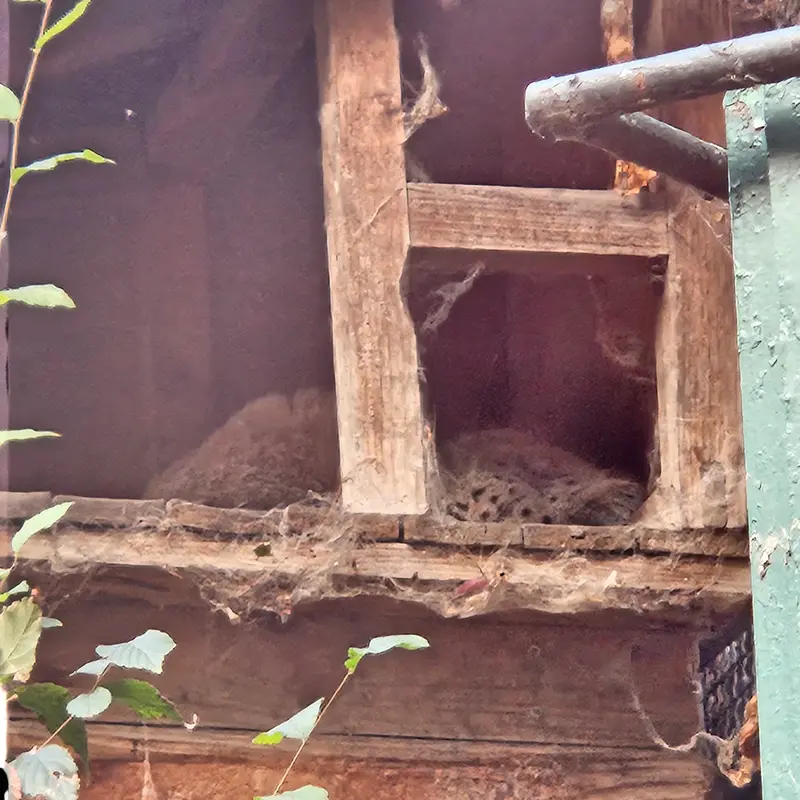 A photograph of a Pallas's cat in Budapest Zoo &amp; Botanical Garden