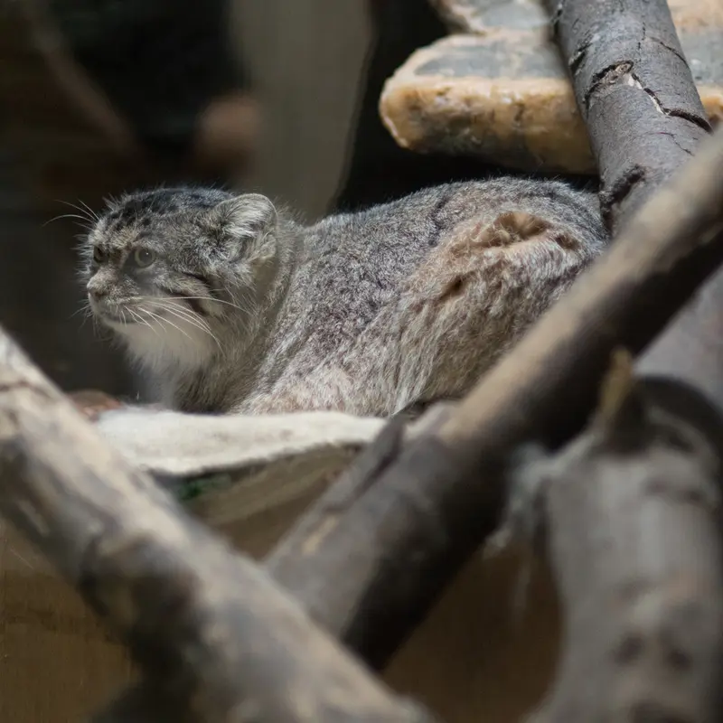 A photograph of Primula in Ueno Zoological Gardens