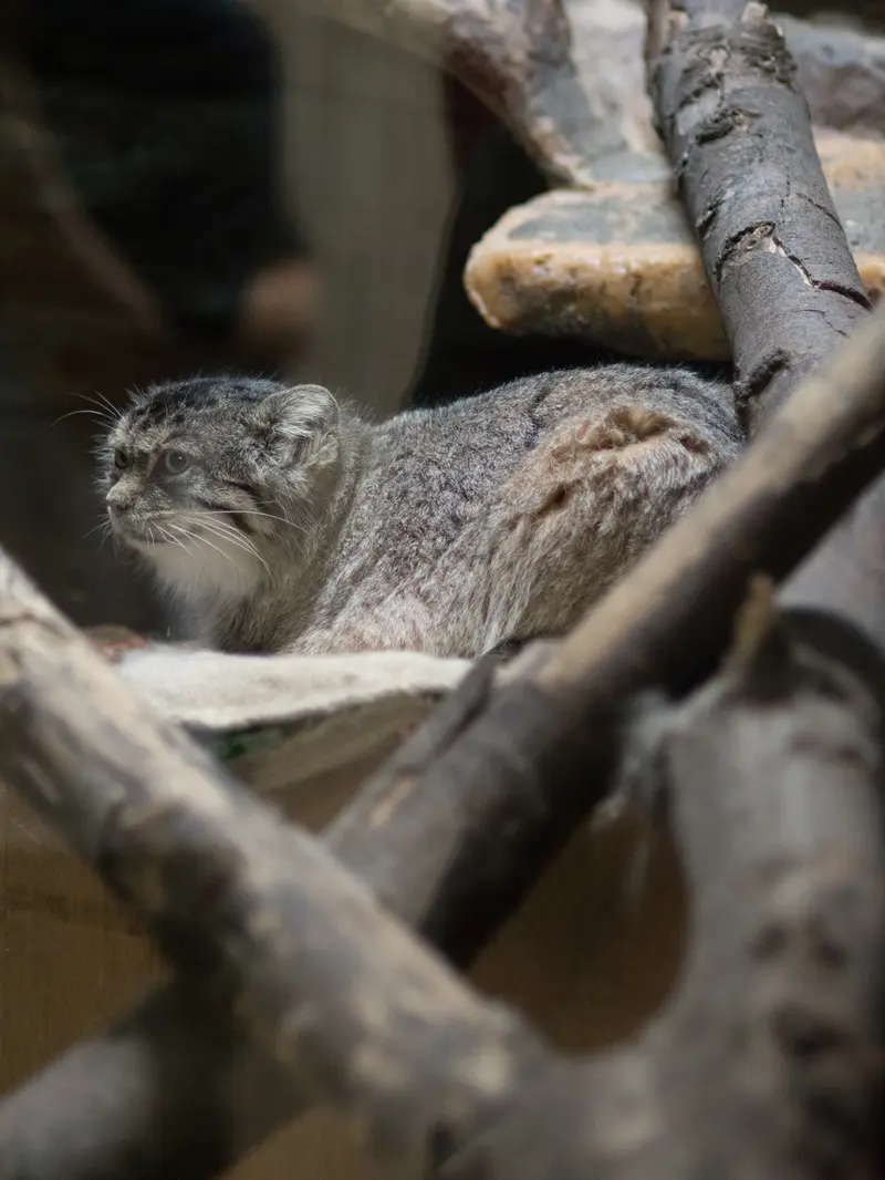 A photograph of Primula in Ueno Zoological Gardens