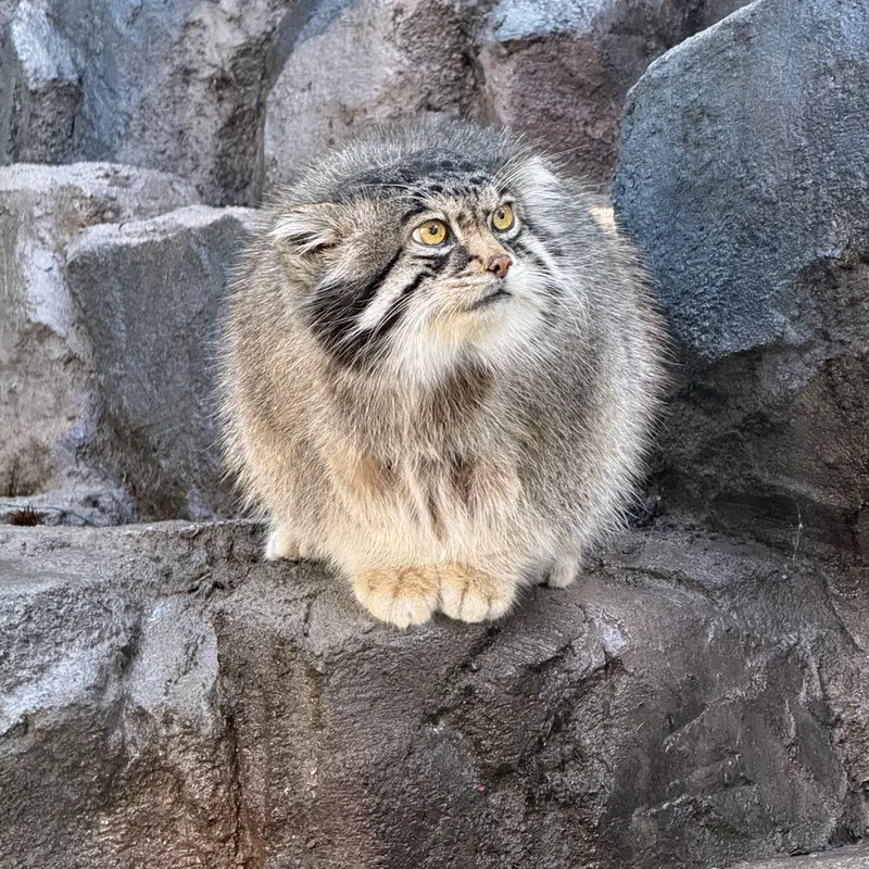 A photograph of Grusha in Asahiyama Zoo