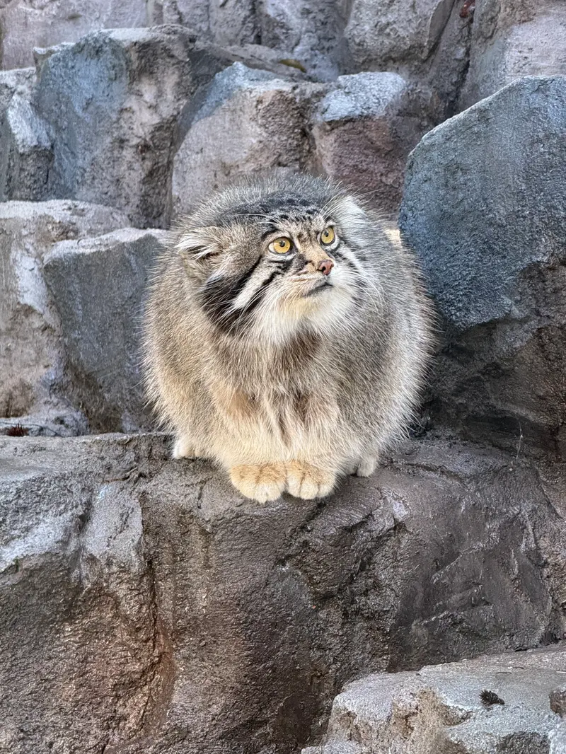 A photograph of Grusha in Asahiyama Zoo