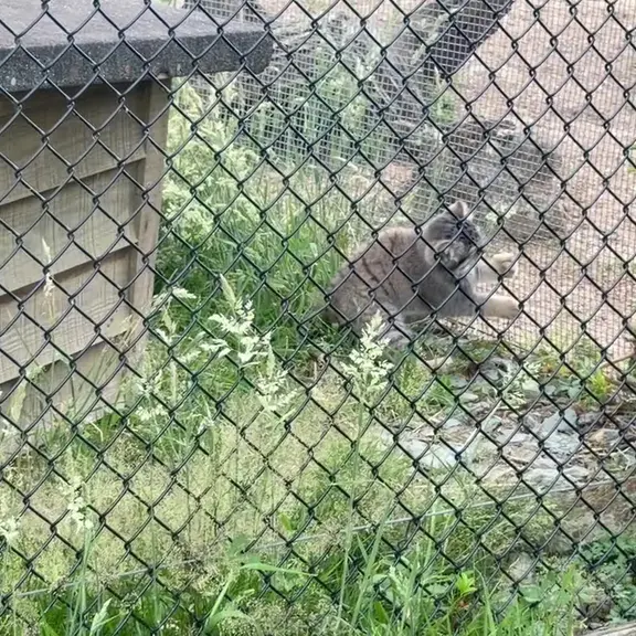 A photograph of a Pallas's cat in Port Lympne Wild Animal Park