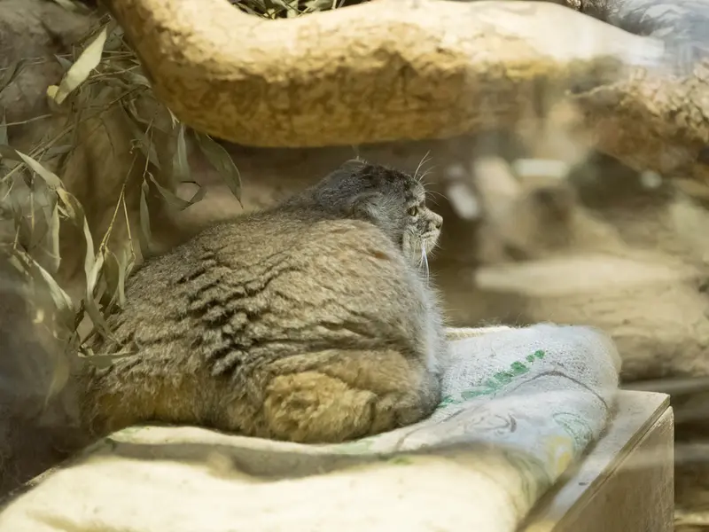 A photograph of Primula in Ueno Zoological Gardens