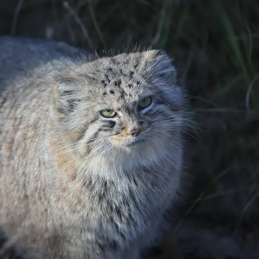 A photograph of Zarina in Wrocław Zoo