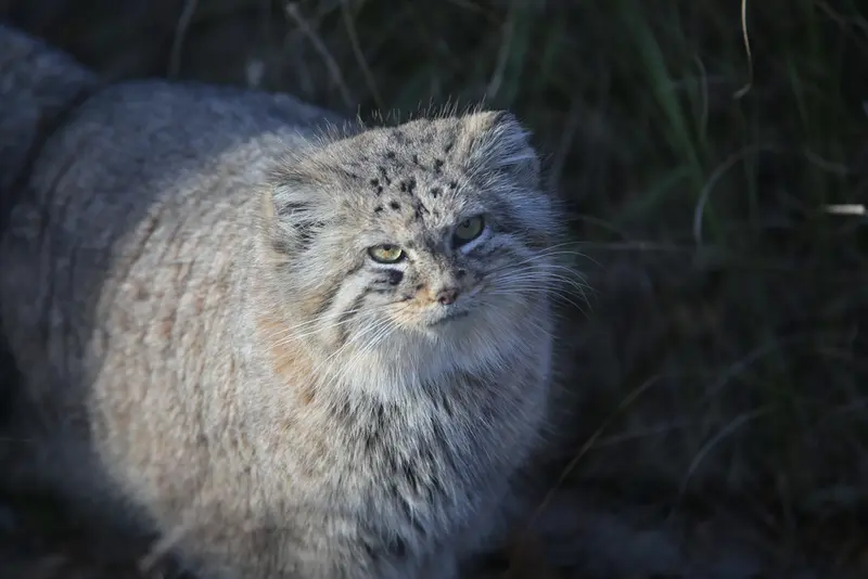 A photograph of Zarina in Wrocław Zoo