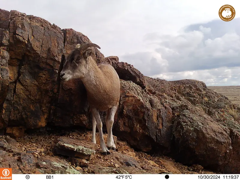 A photograph of Argali from Aktas-Kunkora camera trap