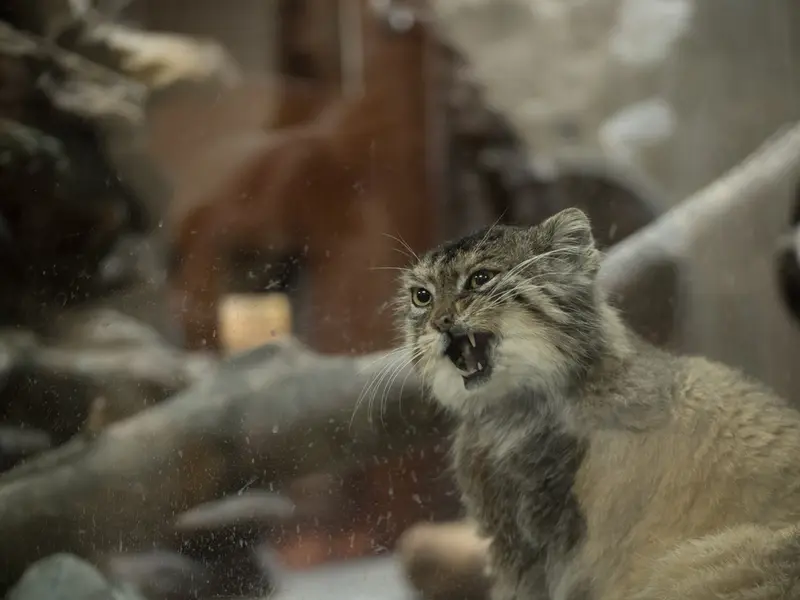A photograph of Primula in Ueno Zoological Gardens