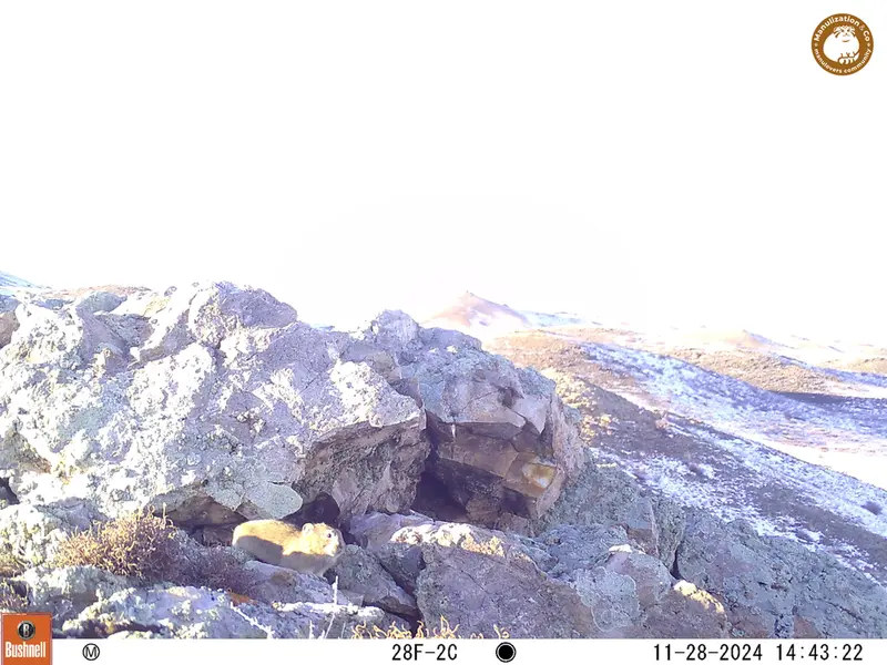 A photograph of Pika from Besshoky 1 camera trap