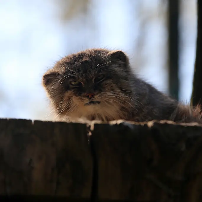 A photograph of Pazzo in Łódź Zoo