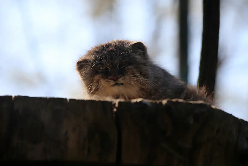 A photograph of Pazzo in Łódź Zoo