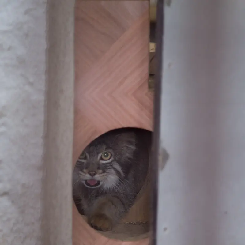 A photograph of Figa in Nogeyama Zoo