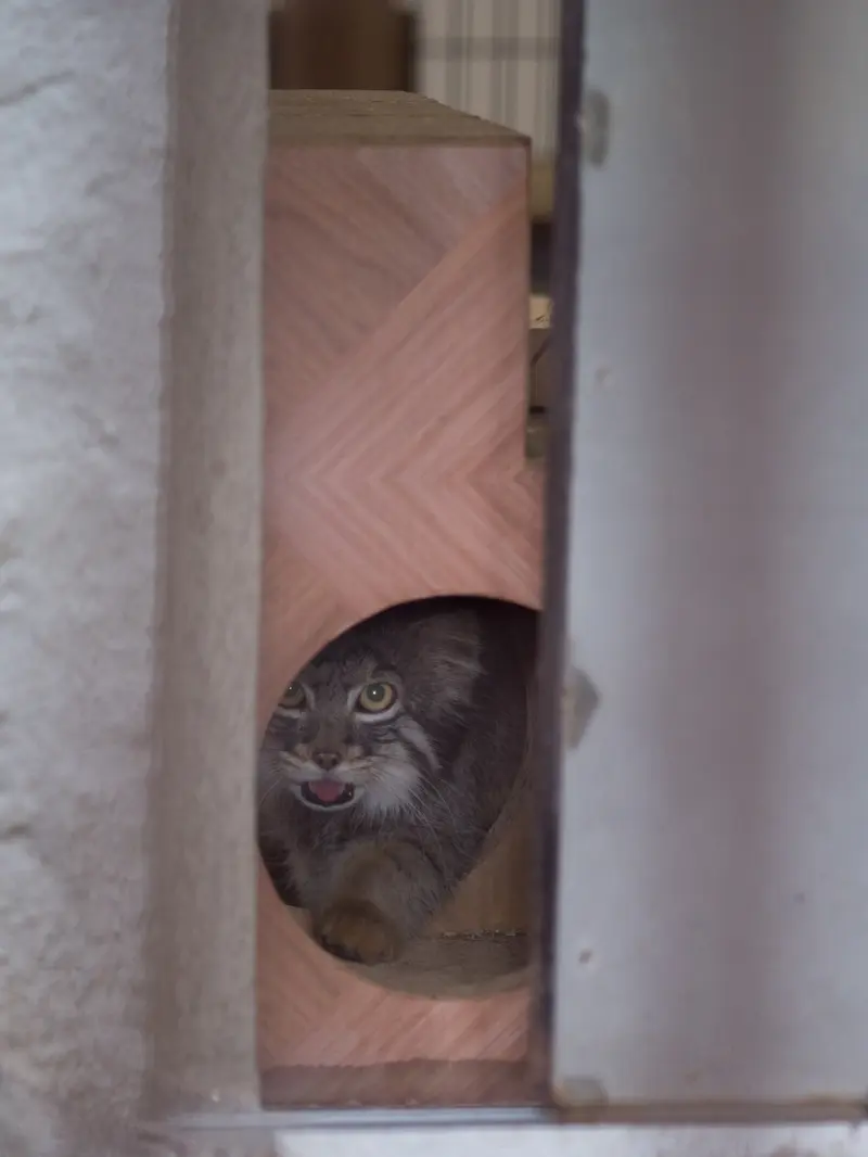 A photograph of Figa in Nogeyama Zoo