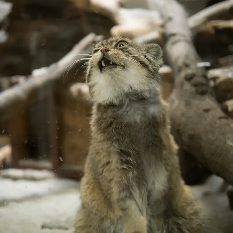 A photograph of Primula in Ueno Zoological Gardens