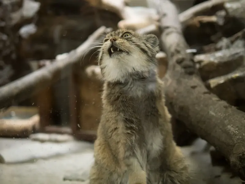A photograph of Primula in Ueno Zoological Gardens