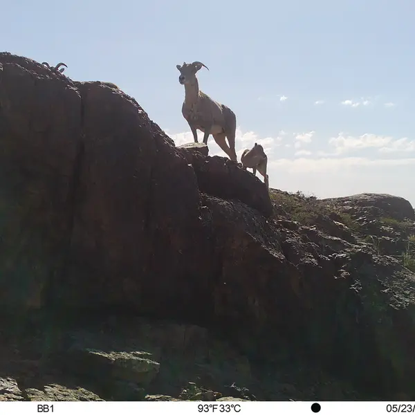 A photograph of Argali from Aktas-Kunkora camera trap