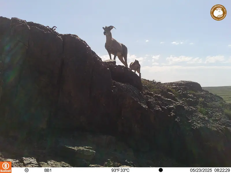 A photograph of Argali from Aktas-Kunkora camera trap