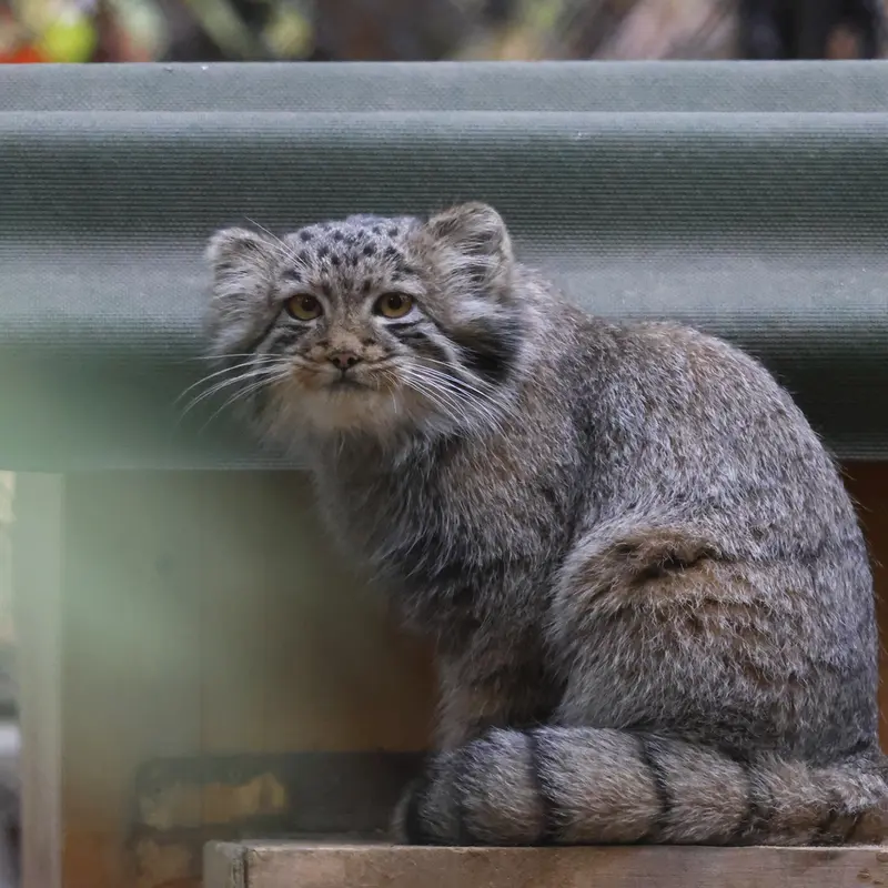 A photograph of a Pallas's cat in Novosibirsk Zoo