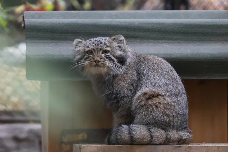 A photograph of a Pallas's cat in Novosibirsk Zoo