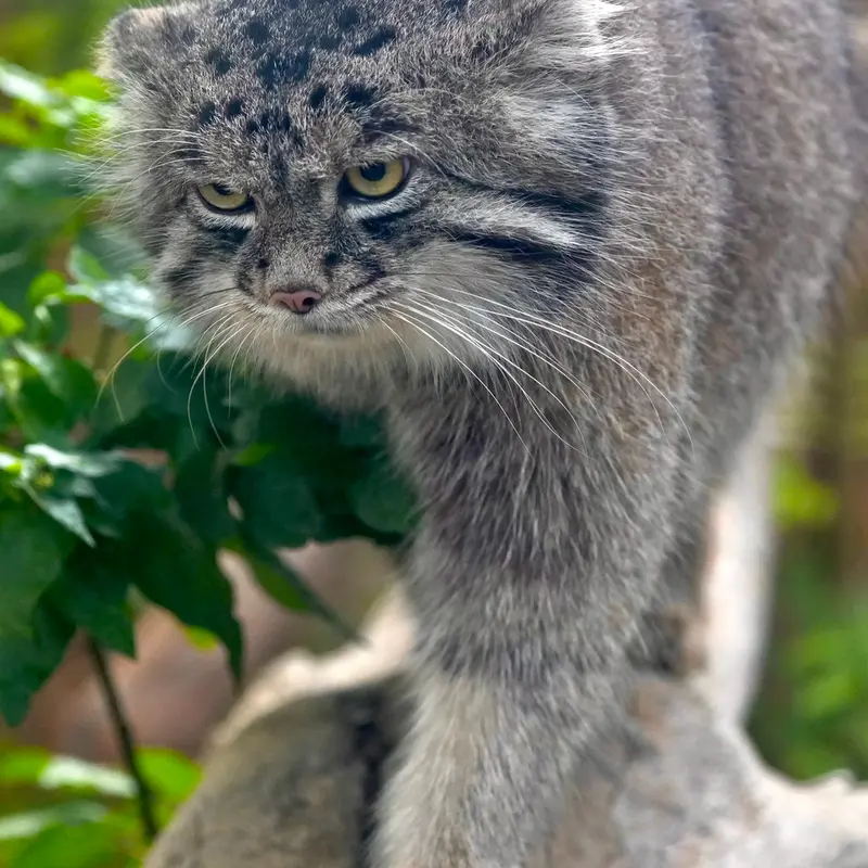 A photograph of Nar in Kobe Animal Kingdom