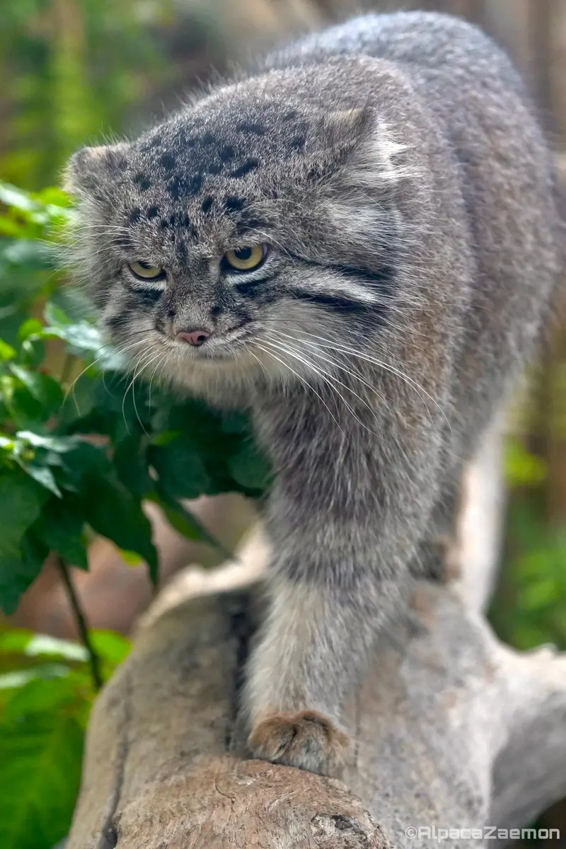A photograph of Nar in Kobe Animal Kingdom
