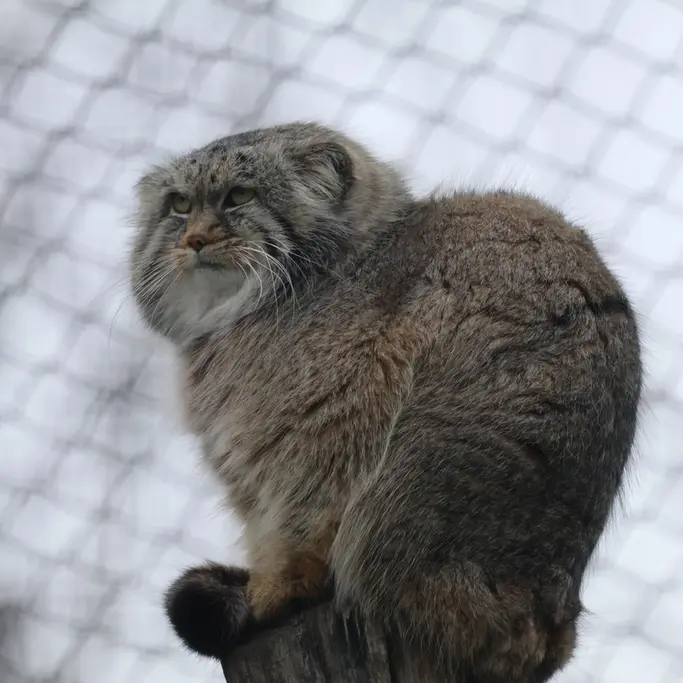 A photograph of Arkas in Korkeasaari Zoo