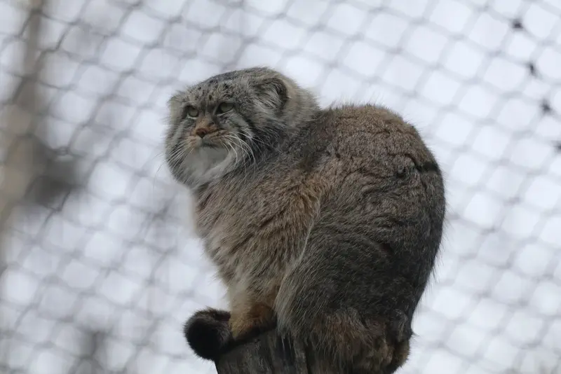 A photograph of Arkas in Korkeasaari Zoo