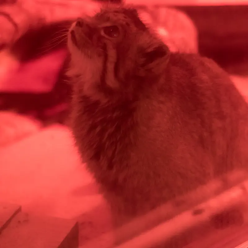 A photograph of Naim in Ueno Zoological Gardens