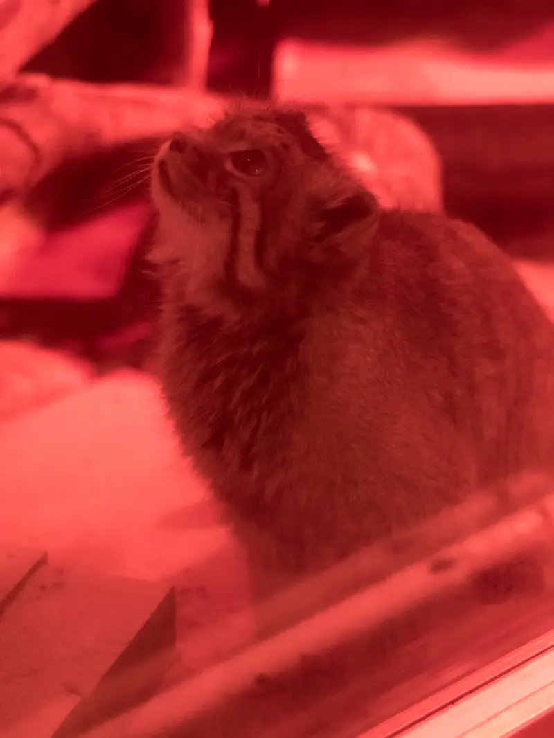 A photograph of Naim in Ueno Zoological Gardens