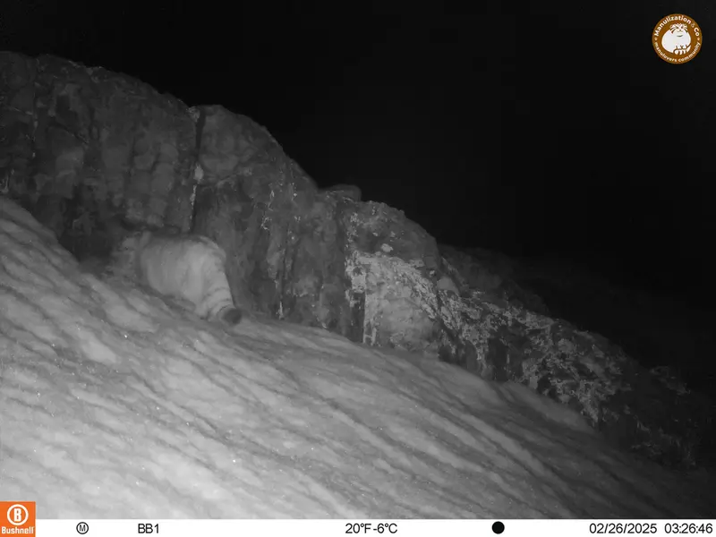 A photograph of Otocolobus manul manul from Aktas-Kunkora camera trap