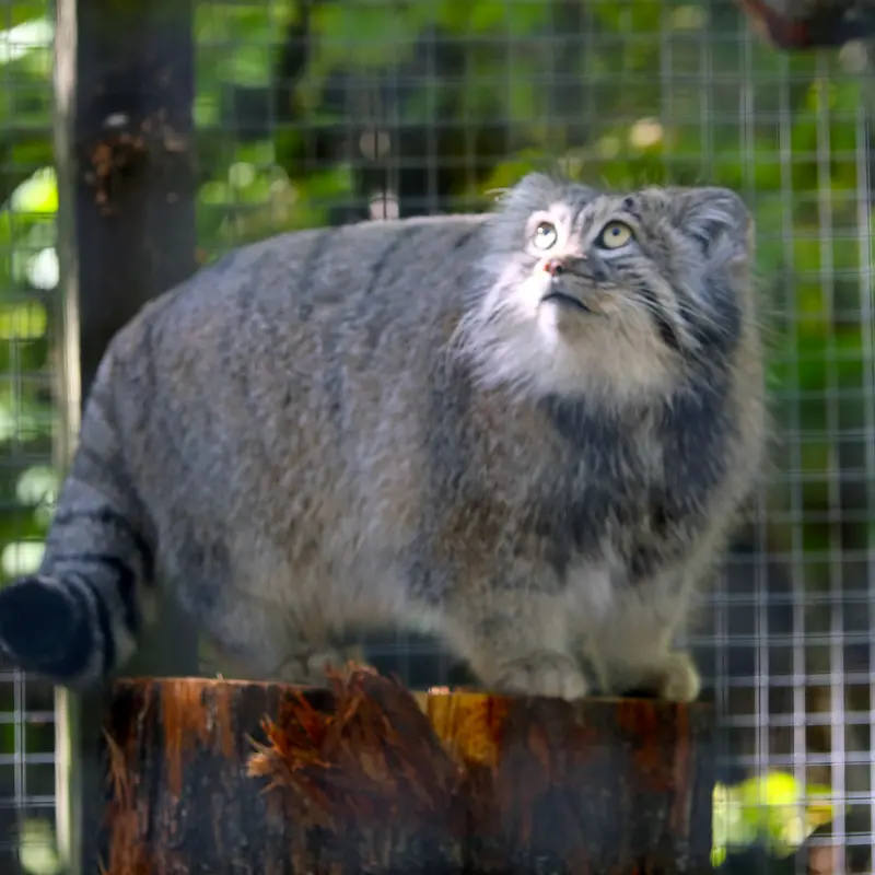 A photograph of Aysen in Košice Zoo