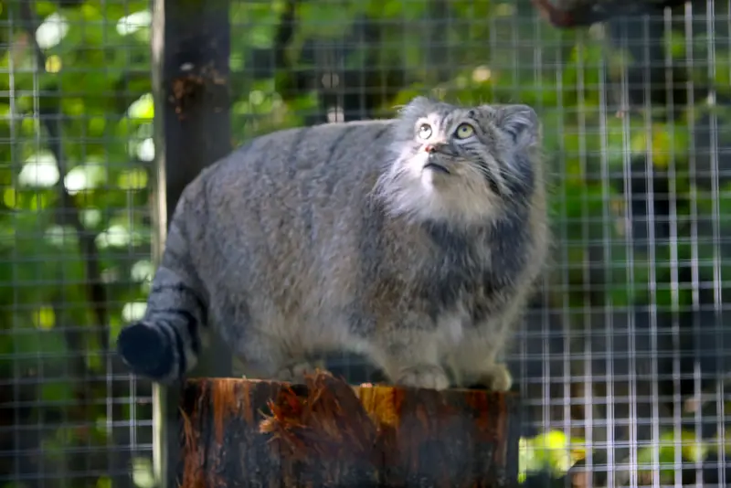 A photograph of Aysen in Košice Zoo