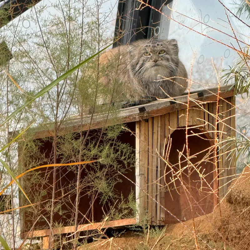 A photograph of Spay in Prague Zoo