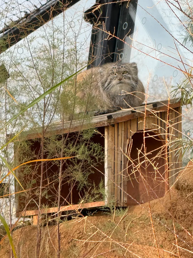 A photograph of Spay in Prague Zoo