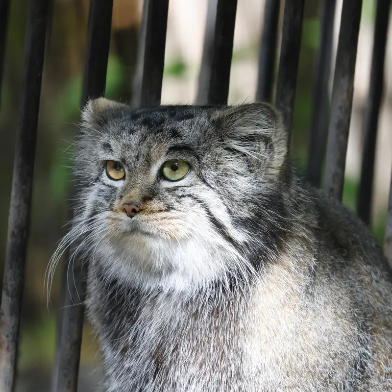 A photograph of Katun in Novosibirsk Zoo