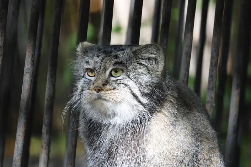A photograph of Katun in Novosibirsk Zoo