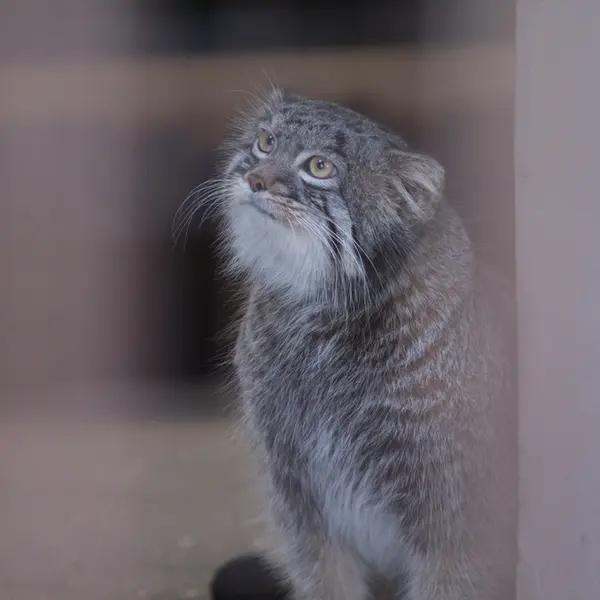 A photograph of Figa in Nogeyama Zoo