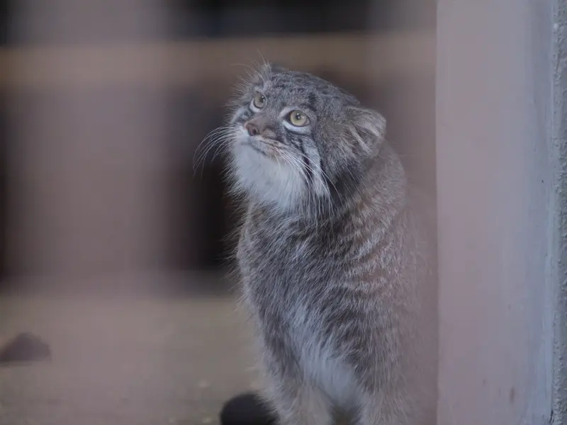 A photograph of Figa in Nogeyama Zoo