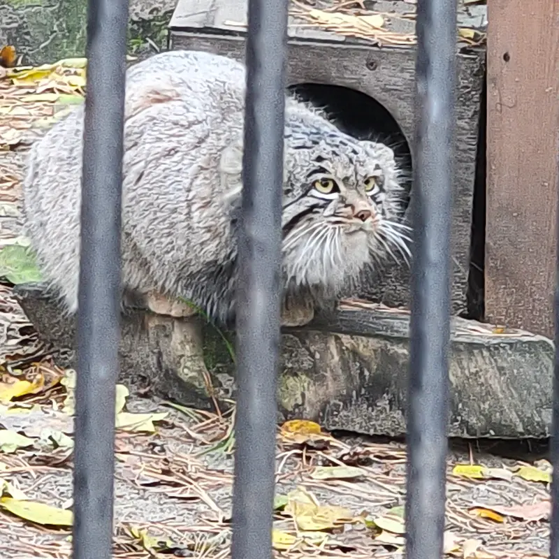 A photograph of Mensu in Novosibirsk Zoo