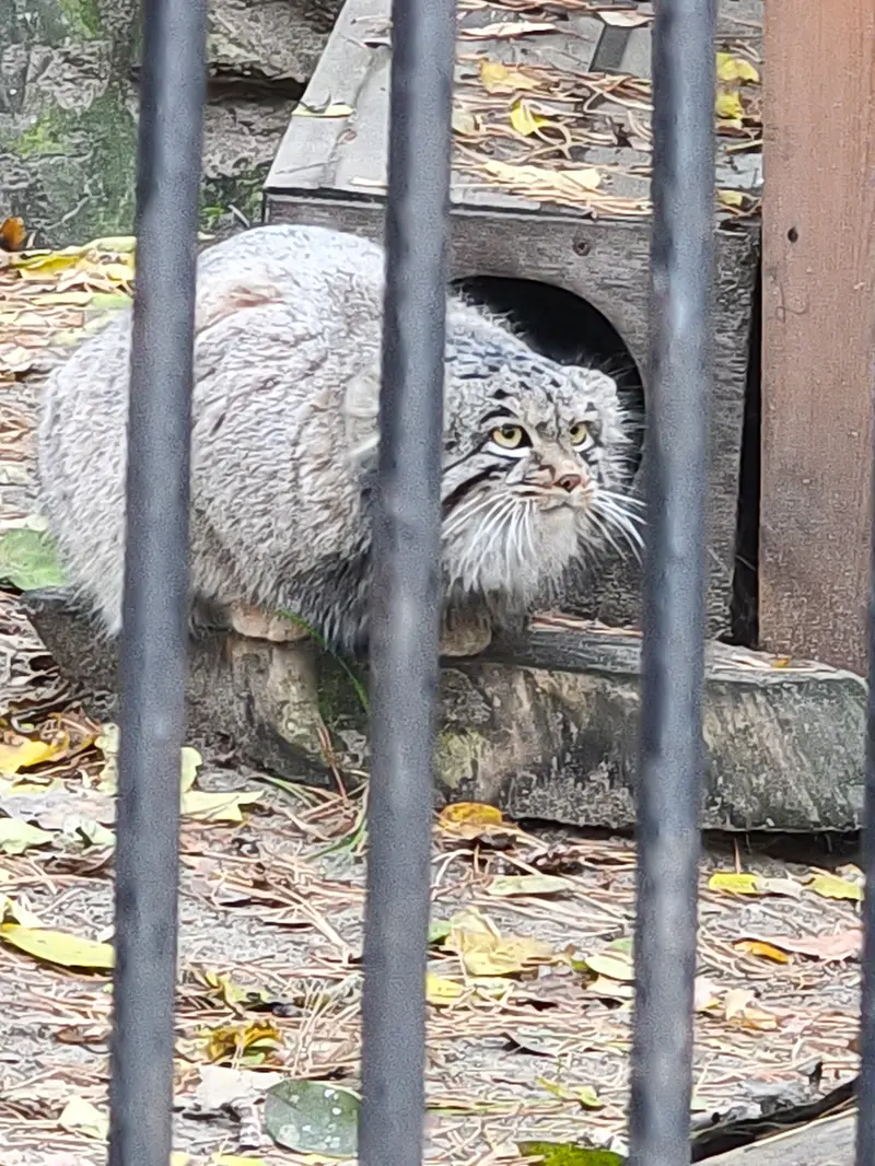 A photograph of Mensu in Novosibirsk Zoo