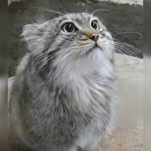 A photograph of Haku in Kobe Animal Kingdom